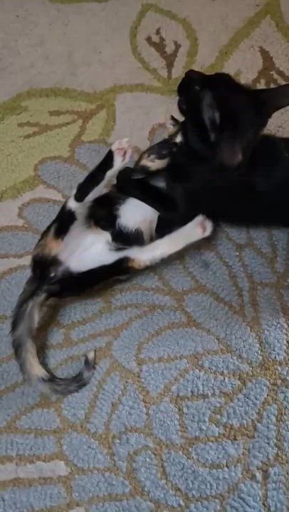 Enlarge Castor, a Adoptable American Shorthair in Allen, TX video 4/6