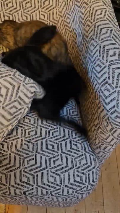 Enlarge Castor, a Adoptable American Shorthair in Allen, TX video 6/6