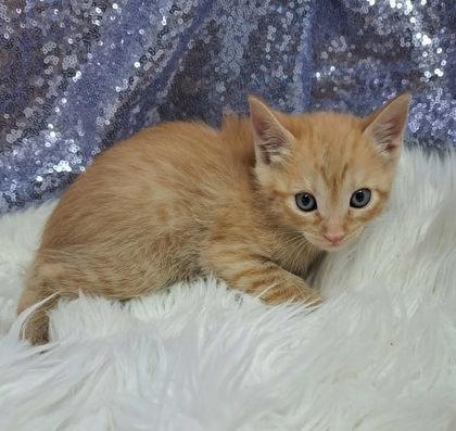 Eos, Adopted, Young Male Domestic Short Hair.