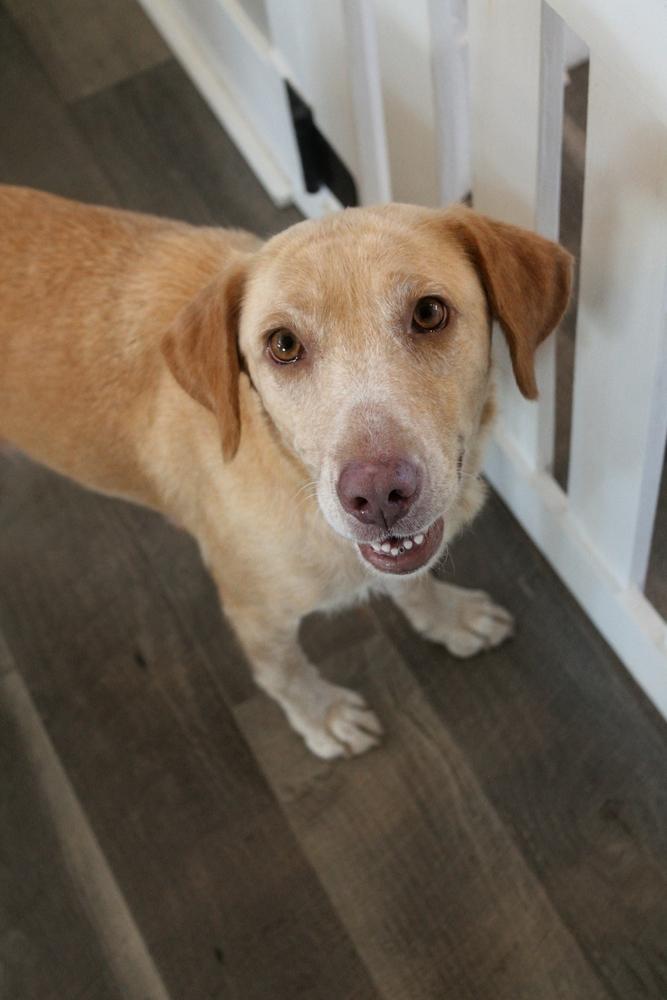 Enlarge Whitworth, a Adoptable mixed breed in Spokane, WA image 1/5
