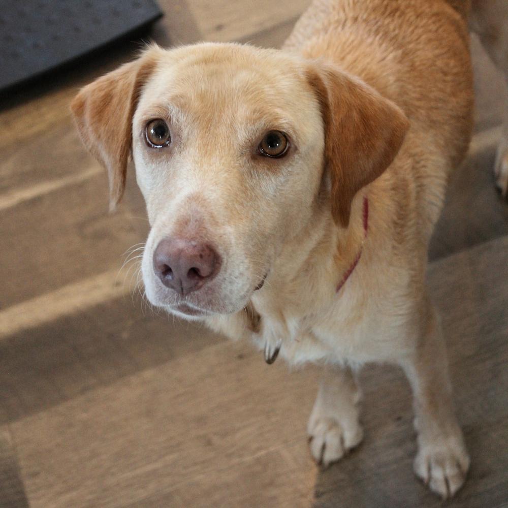 Enlarge Whitworth, a Adoptable mixed breed in Spokane, WA image 2/5