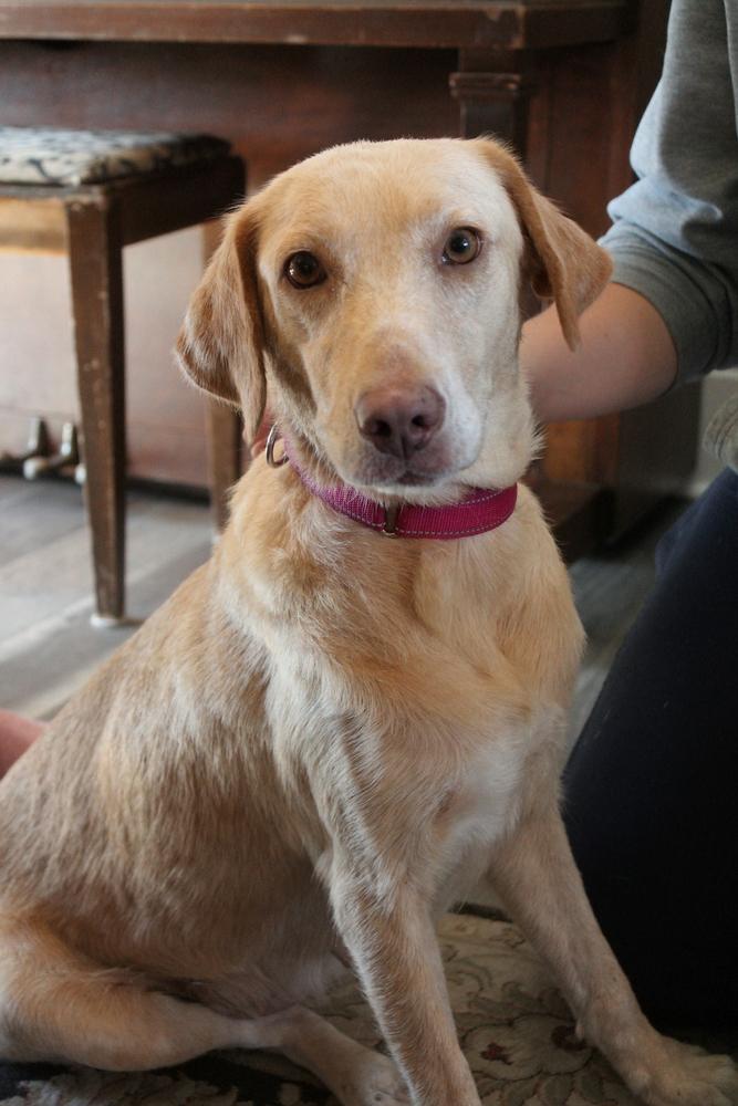 Enlarge Whitworth, a Adoptable mixed breed in Spokane, WA image 3/5