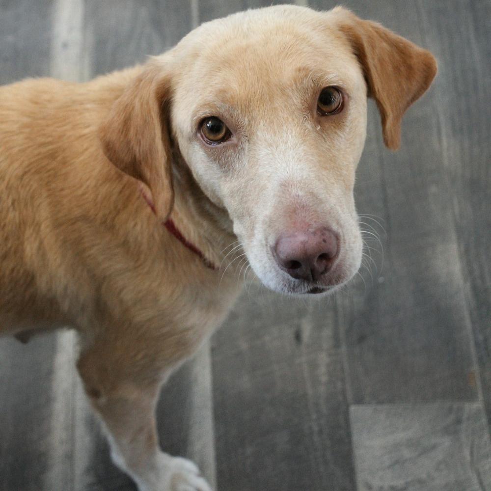 Enlarge Whitworth, a Adoptable mixed breed in Spokane, WA image 4/5
