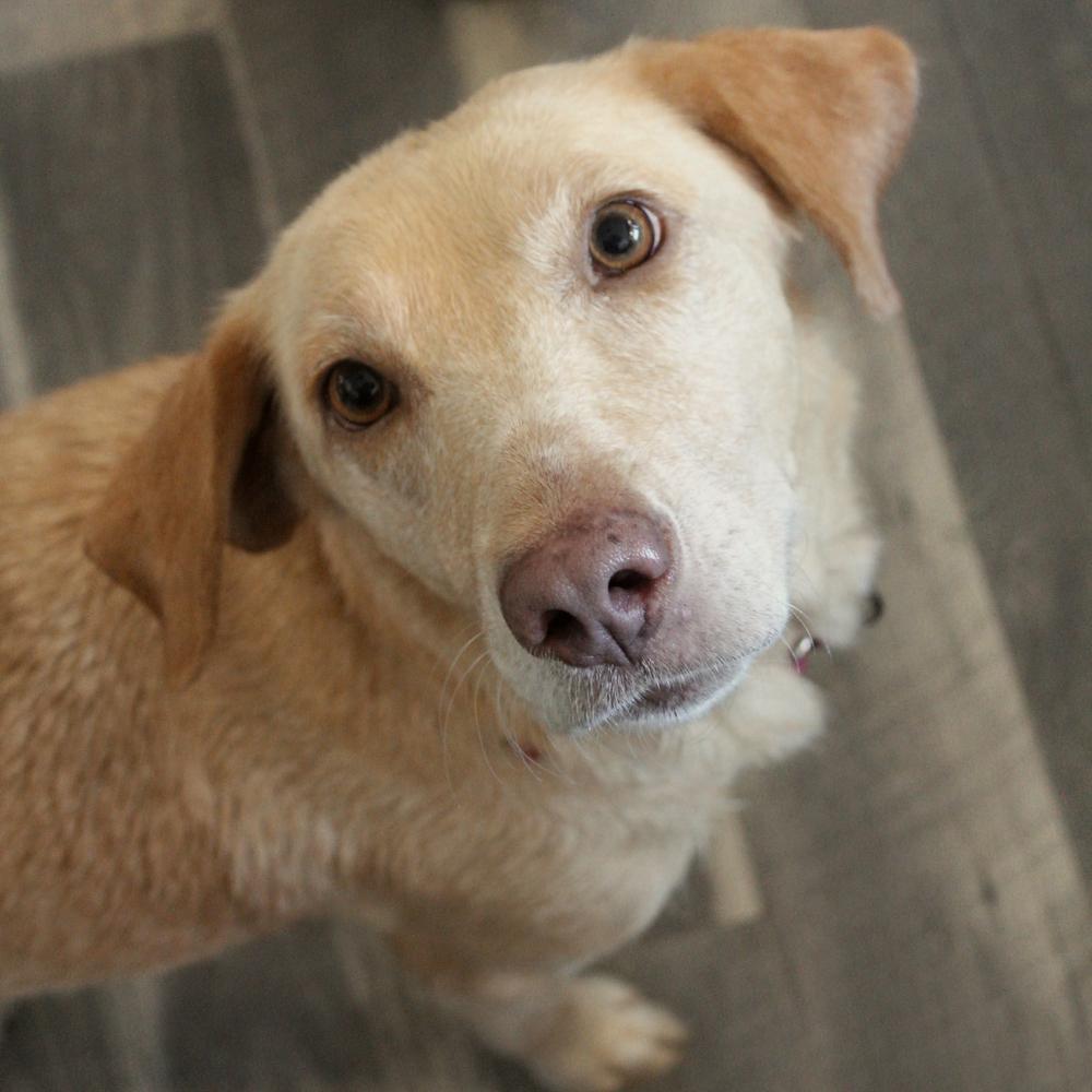 Enlarge Whitworth, a Adoptable mixed breed in Spokane, WA image 5/5