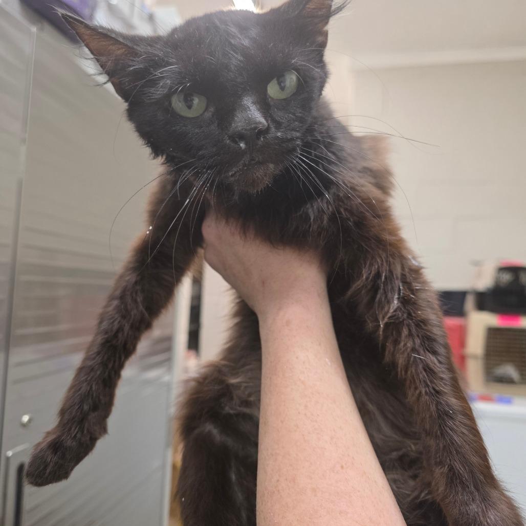 Milkshake, Adoptable, Adult Female Domestic Medium Hair.