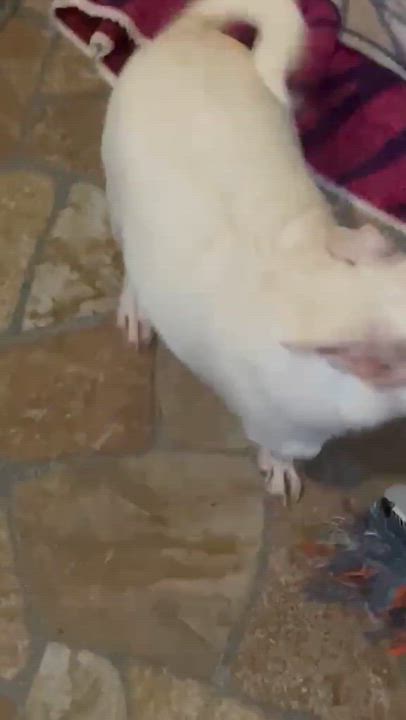 Enlarge Tim, a Adoptable mixed breed in SAN DIEGO, CA video 2/2