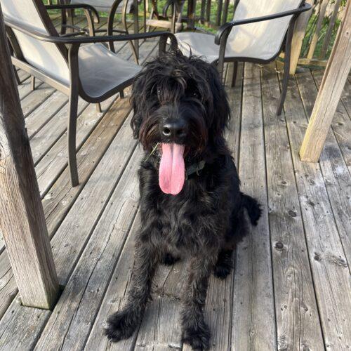 Monica(Onyx), Adoptable, Young Female Standard Poodle & Black Labrador Retriever.