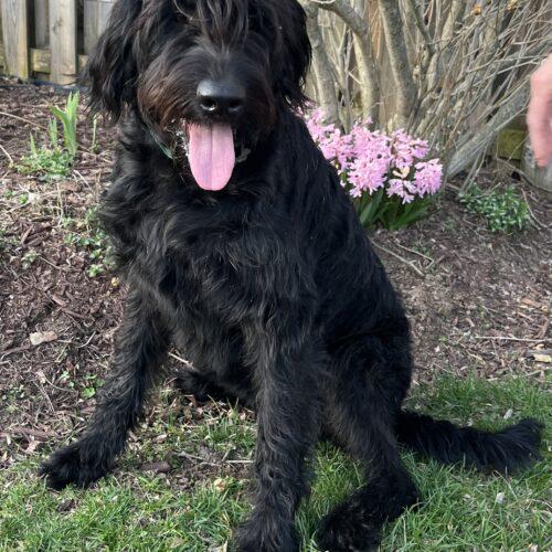 Enlarge Monica(Onyx), a Adoptable mixed breed in Vienna, ON image 2/5