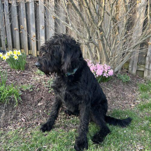 Enlarge Monica(Onyx), a Adoptable mixed breed in Vienna, ON image 3/5