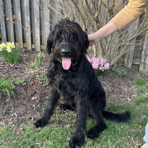 Enlarge Monica(Onyx), a Adoptable mixed breed in Vienna, ON image 4/5