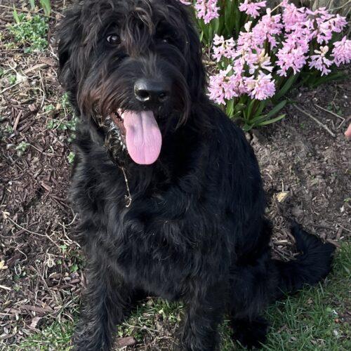 Enlarge Monica(Onyx), a Adoptable mixed breed in Vienna, ON image 5/5