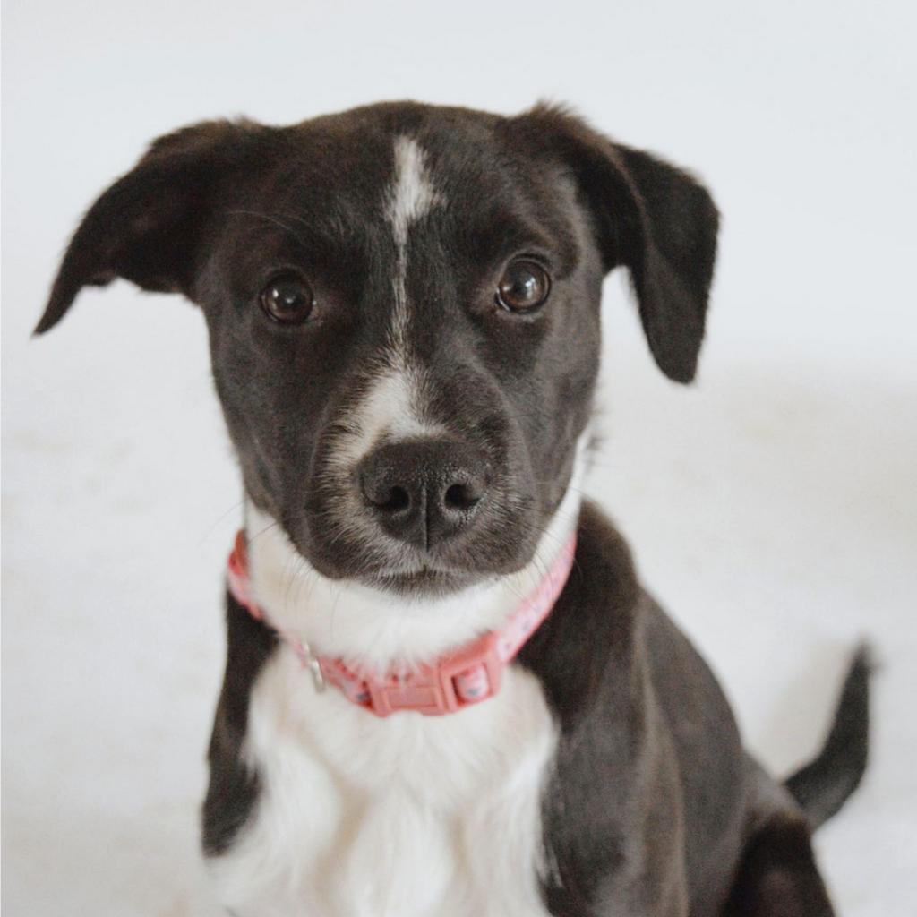 Enlarge CT Basil (courtsey post - located in Amston), a Adoptable mixed breed in Stormville, NY image 2/6