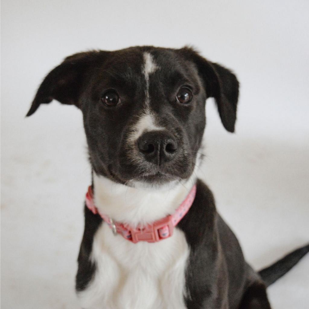 Enlarge CT Basil (courtsey post - located in Amston), a Adoptable mixed breed in Stormville, NY image 4/6