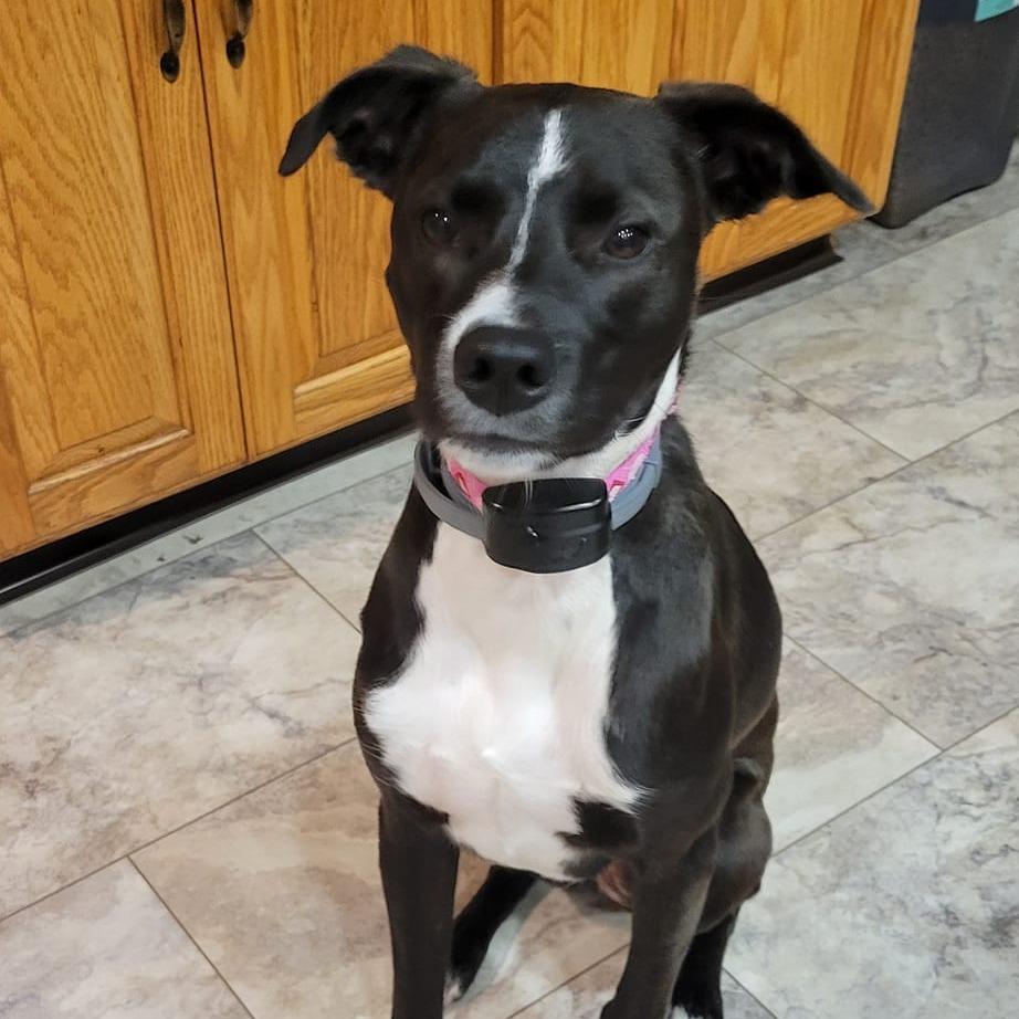 Enlarge CT Basil (courtsey post - located in Amston), a Adoptable mixed breed in Stormville, NY image 6/6