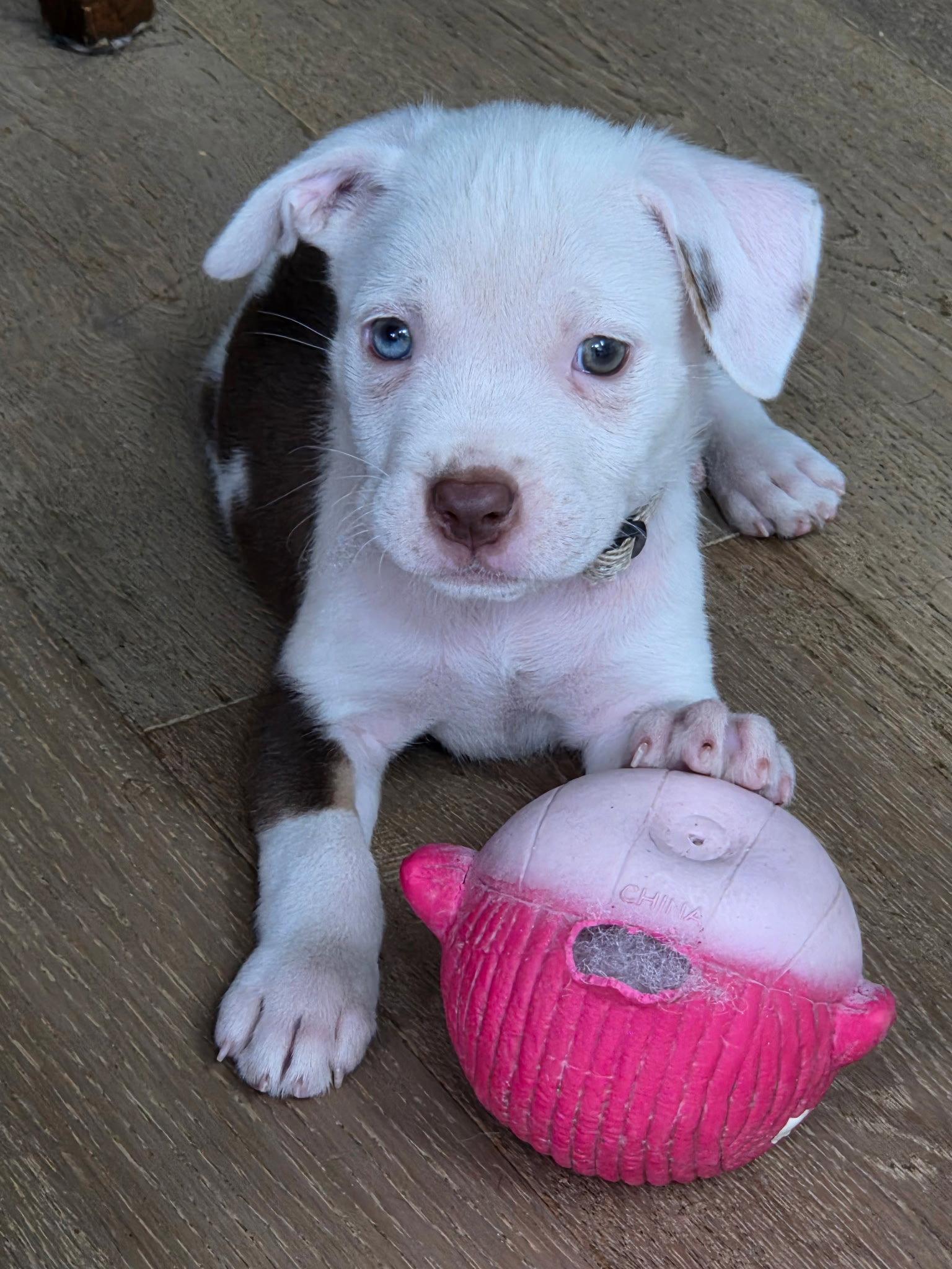 Delta, Adoptable, Puppy Female Pit Bull Terrier.