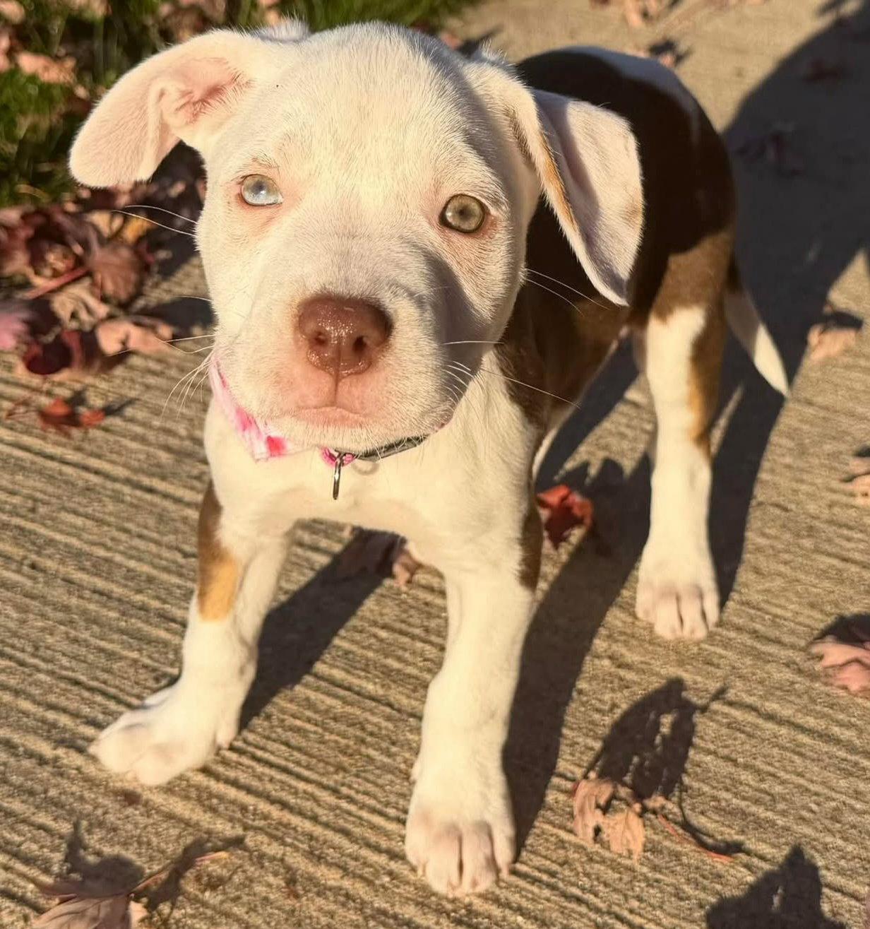 Enlarge Delta, a Adoptable Pit Bull Terrier in Oxford, MI image 2/2