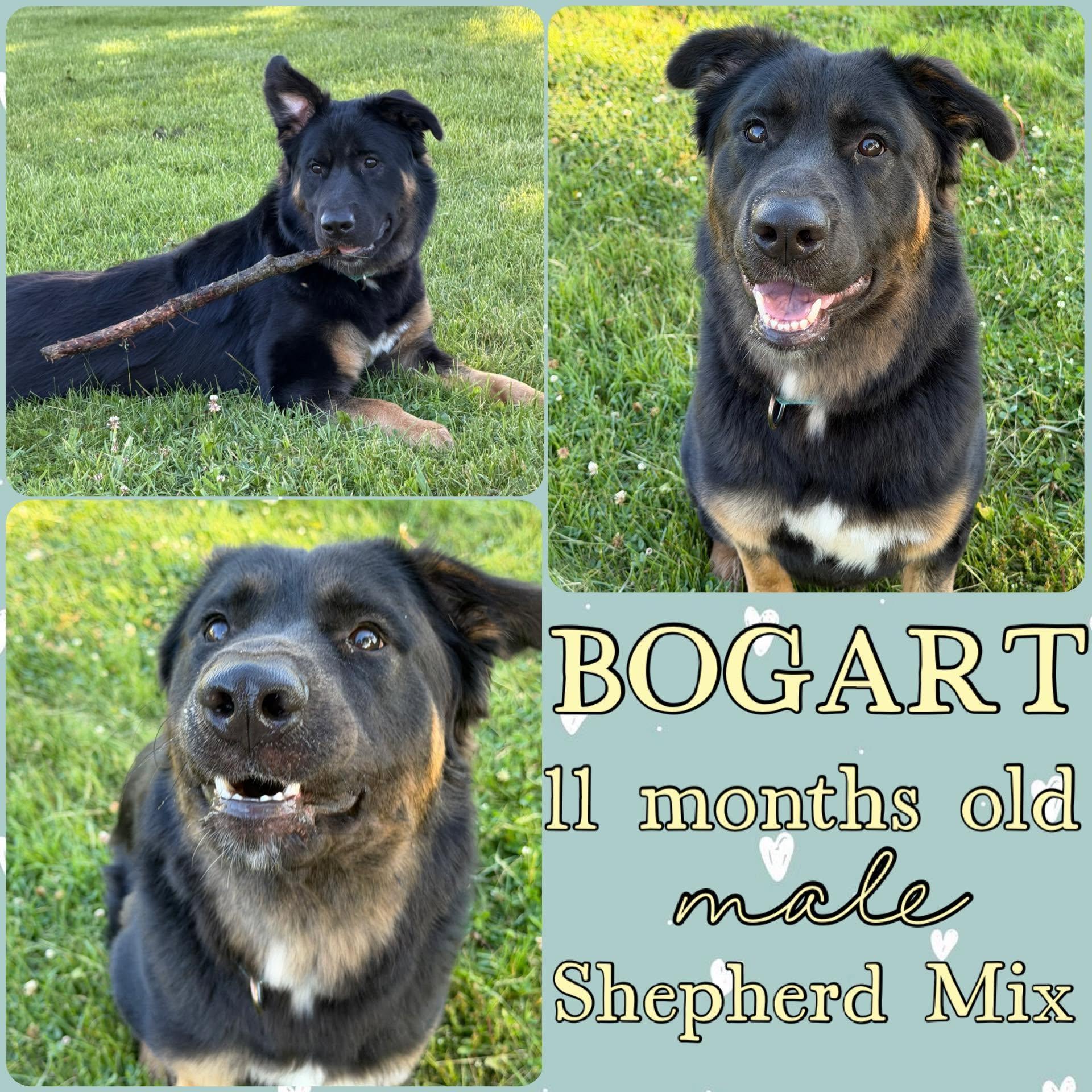 Bogart, ADOPTABLE, Young Male German Shepherd Dog & Rottweiler.