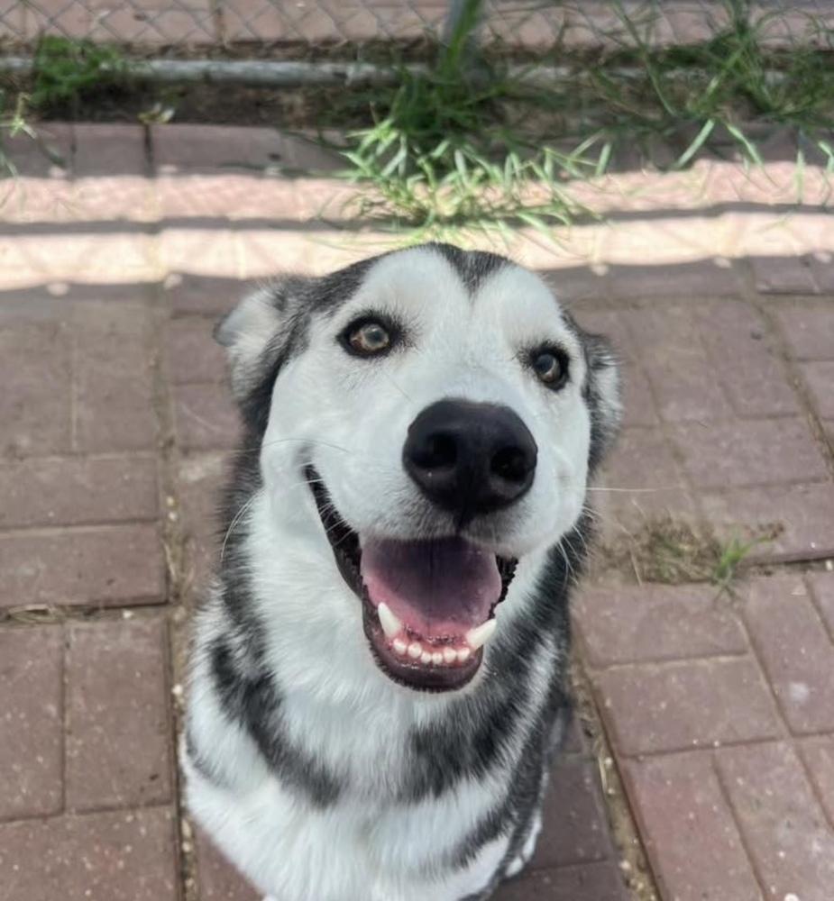 Enlarge Tanuki, a ADOPTABLE mixed breed in Commerce City, CO image 5/6