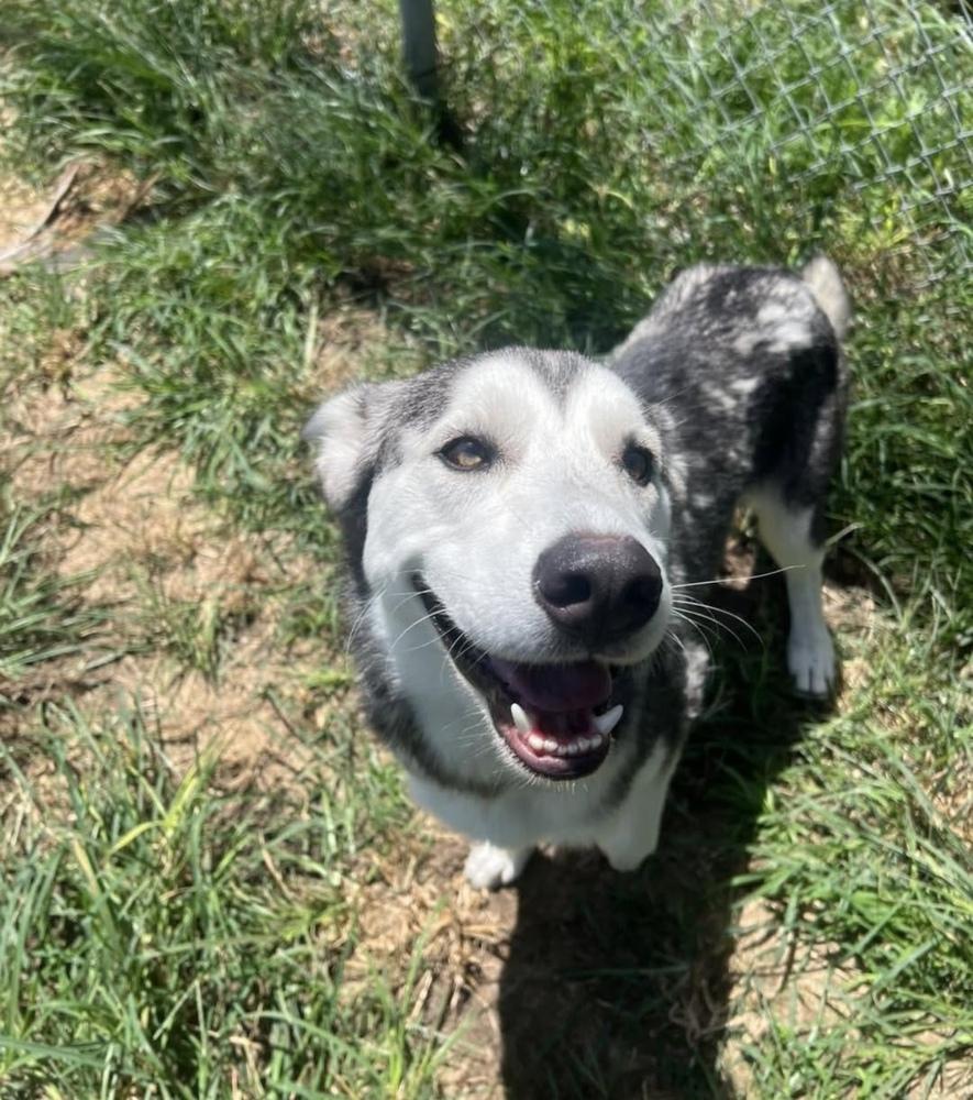 Tanuki, ADOPTABLE, Young Male Husky.