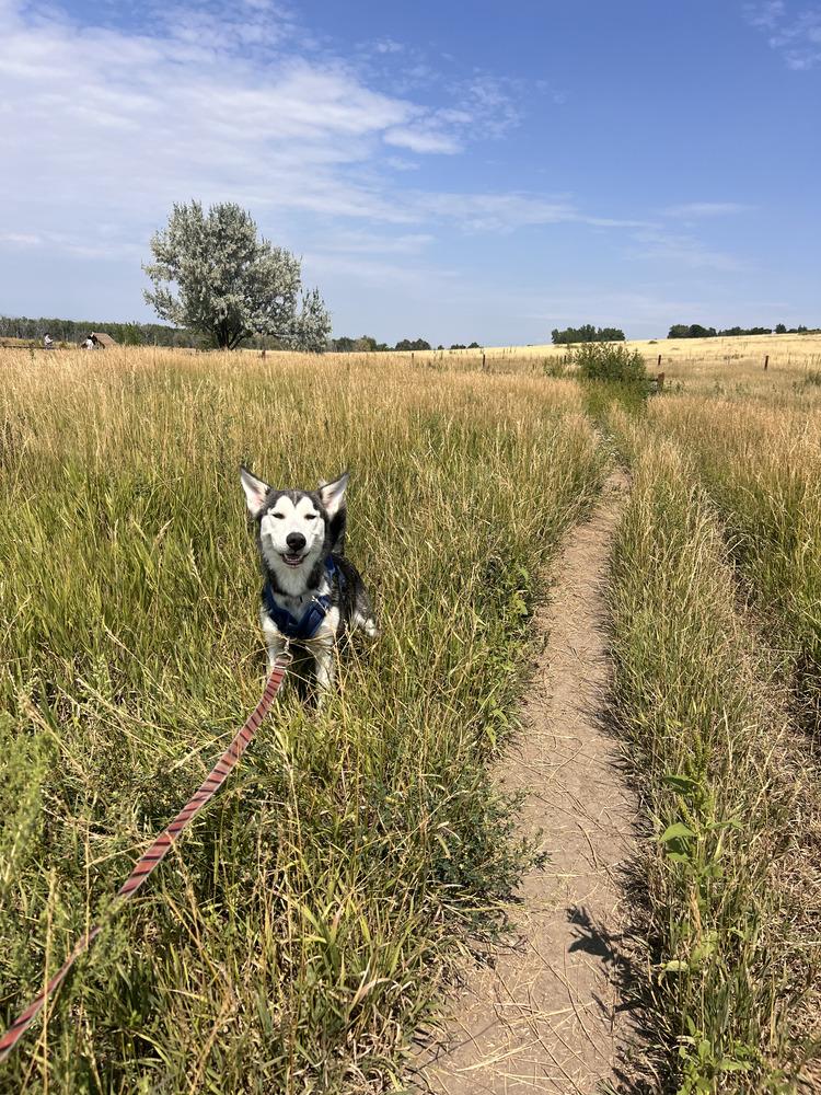 Enlarge Tanuki, a ADOPTABLE mixed breed in Commerce City, CO image 4/6