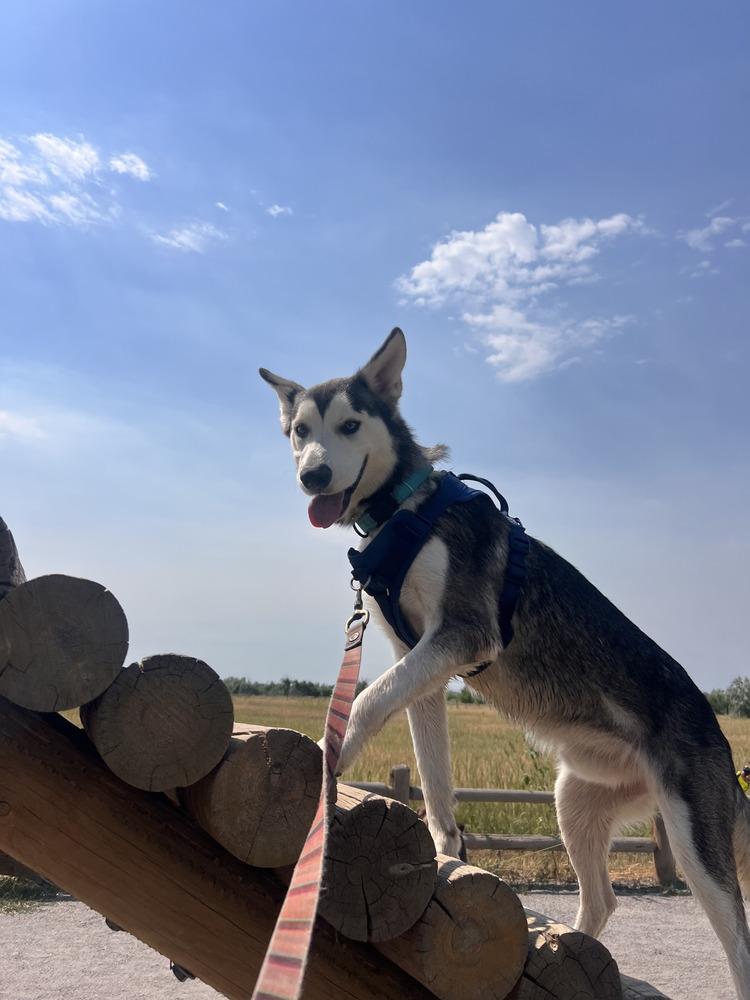 Enlarge Tanuki, a ADOPTABLE mixed breed in Commerce City, CO image 3/6