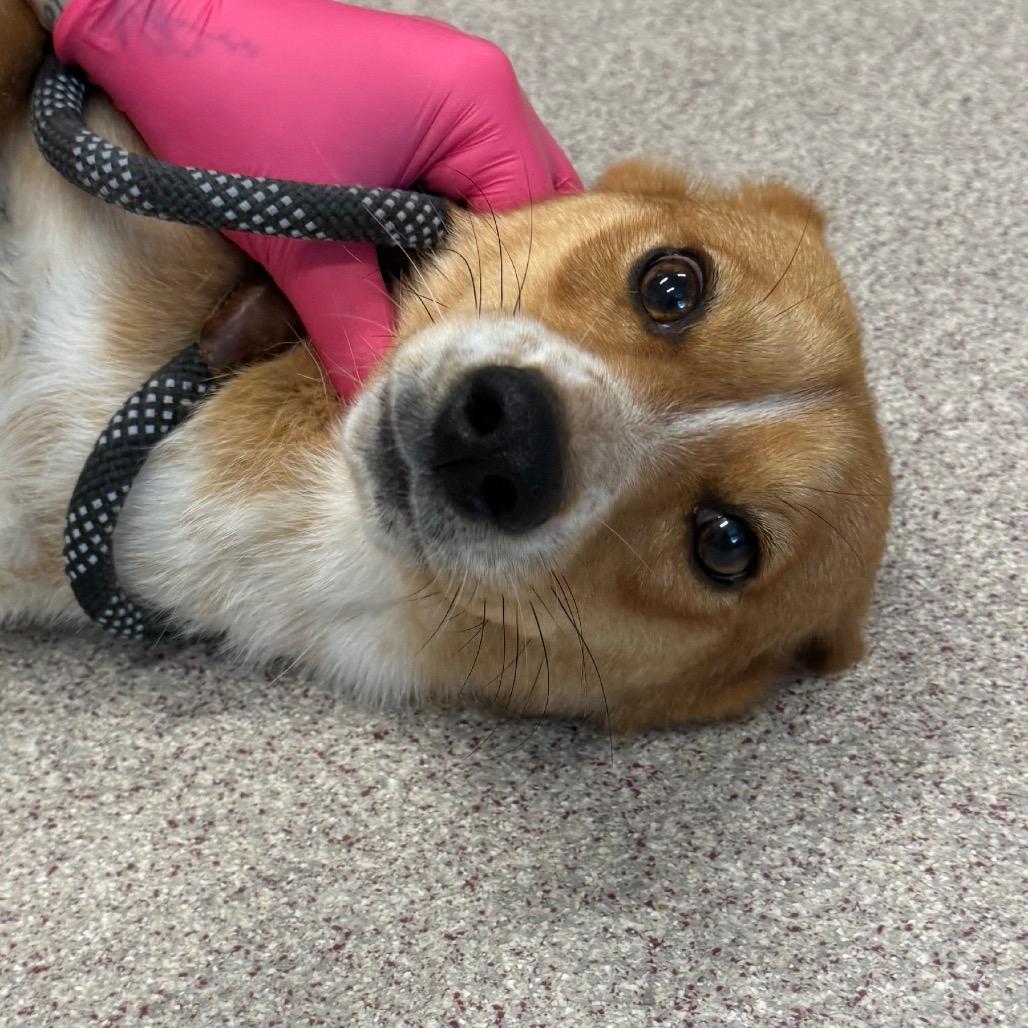 Toaste, Adoptable, Young Female Corgi & Beagle.