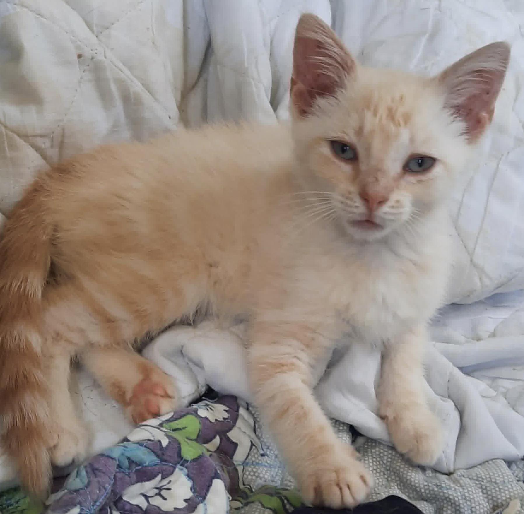 Enlarge Teagan, a Adoptable mixed breed in Connelly Springs, NC image 3/6