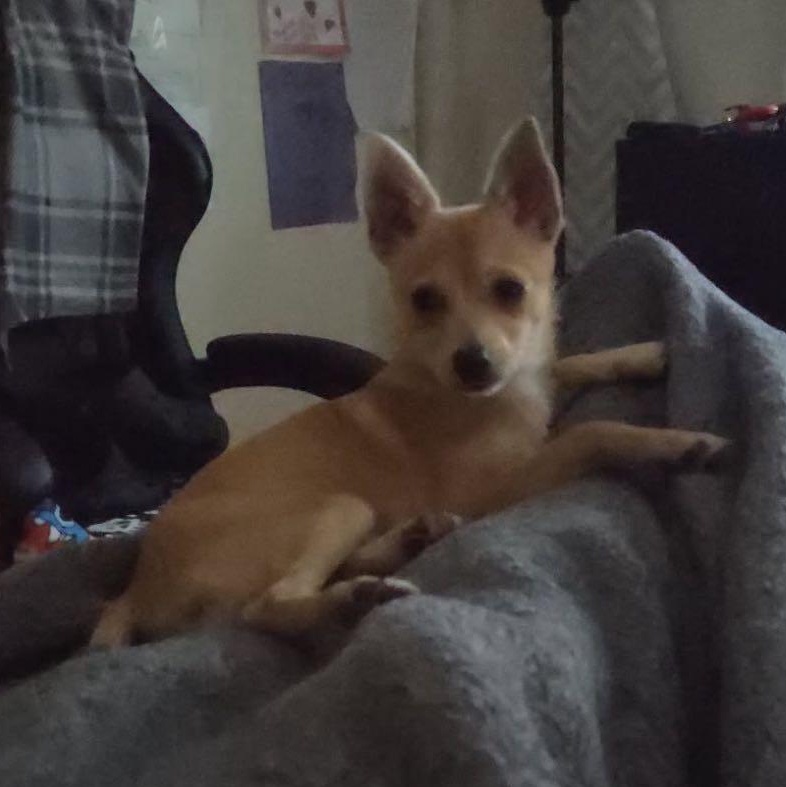 Enlarge Fox, a Adoptable mixed breed in Hagerstown, MD image 6/6