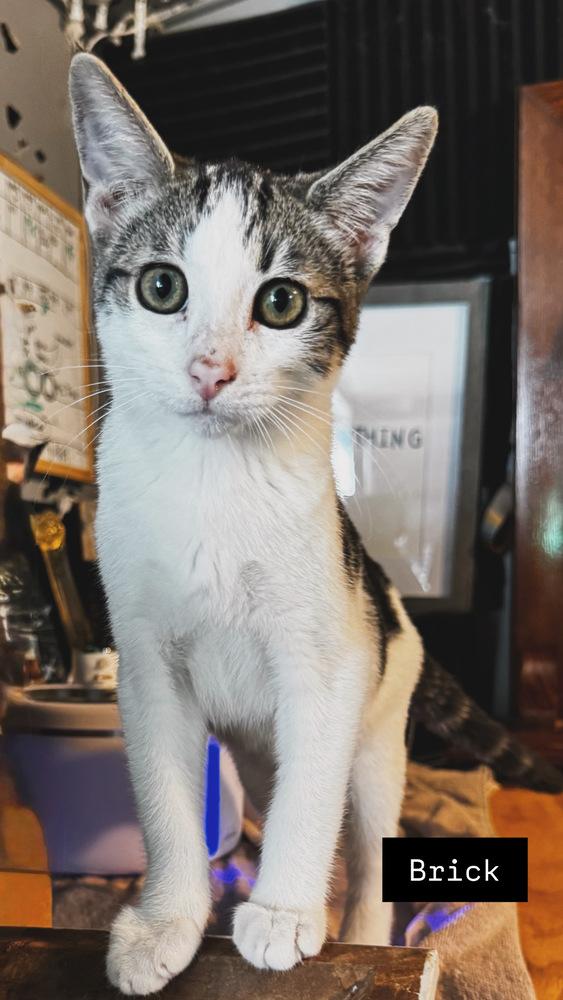 Brick, Adoptable, Kitten Male Domestic Short Hair.