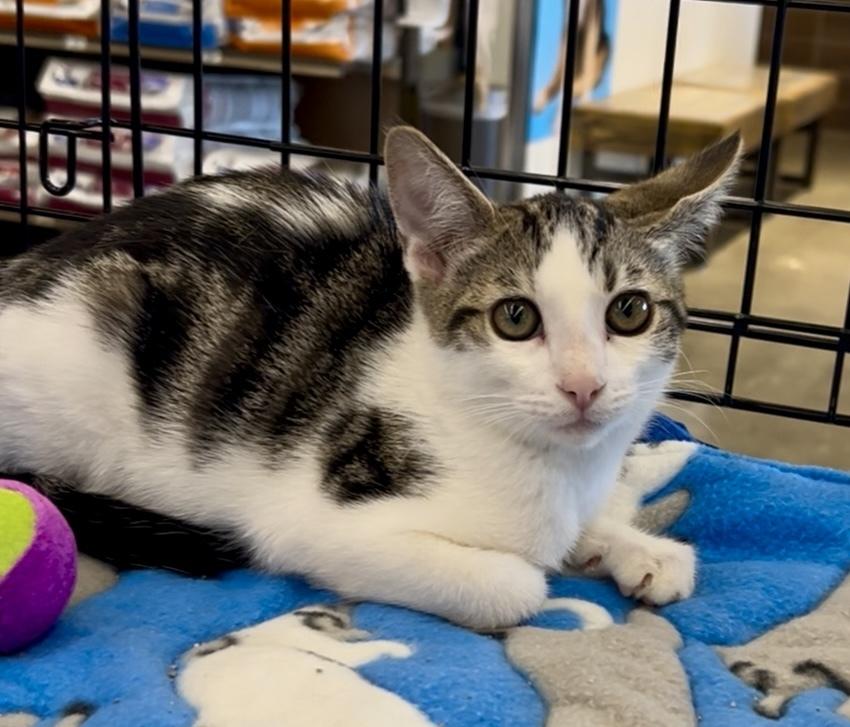 Brick, a Adoptable mixed breed in Gardena, CA image 2/2