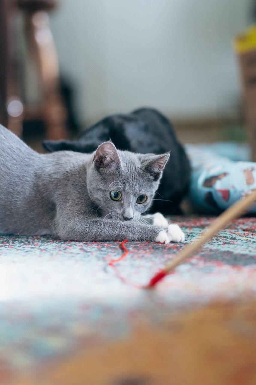 Enlarge Nimbus, a ADOPTABLE American Shorthair in Erwin, TN image 2/3