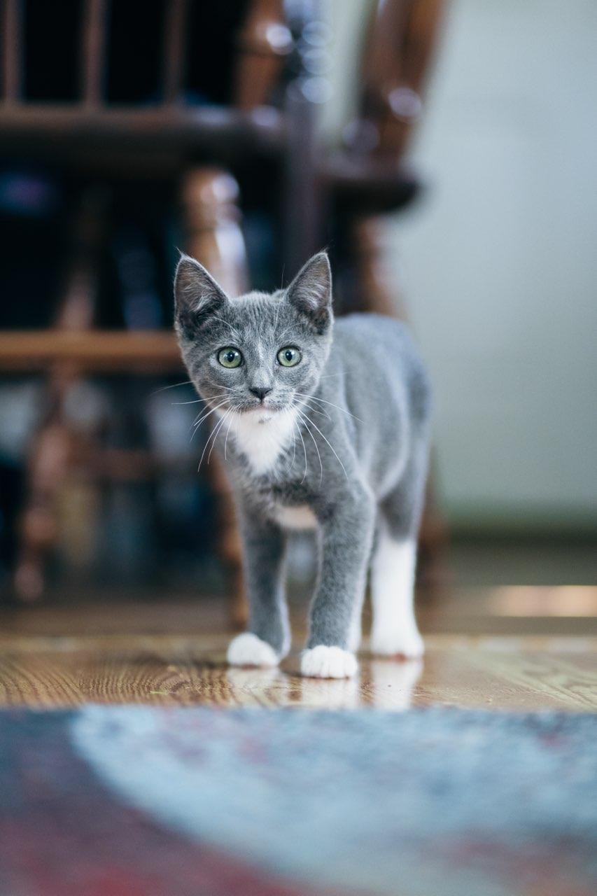 Nimbus, ADOPTABLE, Young Male American Shorthair.