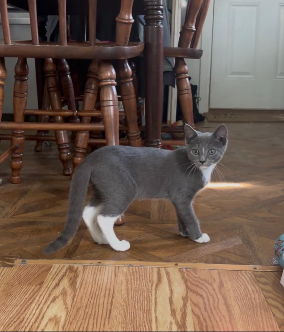 Enlarge Nimbus, a ADOPTABLE American Shorthair in Erwin, TN image 3/3