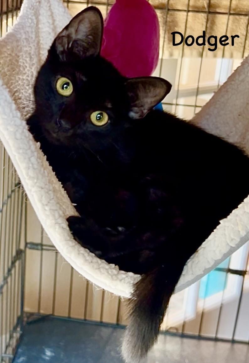 Enlarge Dodger - Courtesy Post, a Adopted Domestic Short Hair in Fort Worth, TX image 1/3