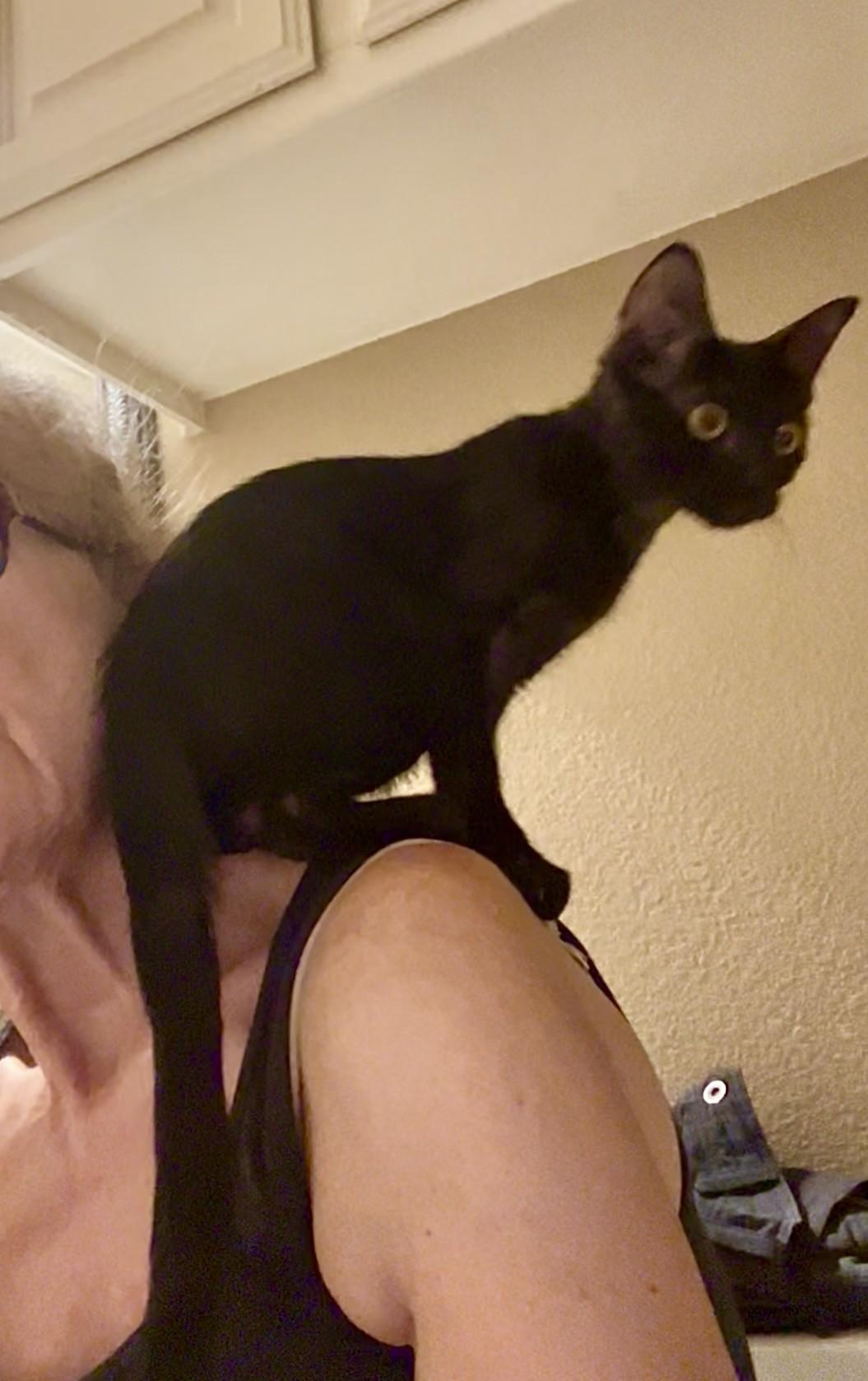 Enlarge Dodger - Courtesy Post, a Adopted Domestic Short Hair in Fort Worth, TX image 2/3