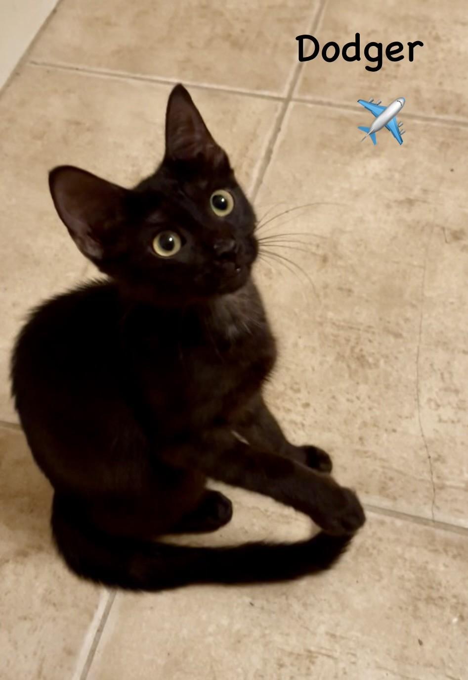 Enlarge Dodger - Courtesy Post, a Adopted Domestic Short Hair in Fort Worth, TX image 3/3