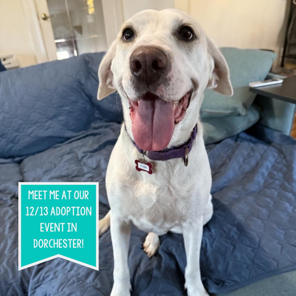 Yumi Okada, Adoptable, Adult Female English Pointer.