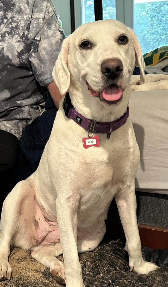 Yumi Okada, Adoptable, Adult Female English Pointer.