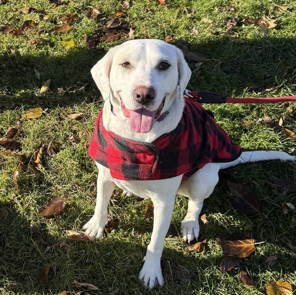 Yumi Okada, a Adoptable mixed breed in Boston, MA image 2/6