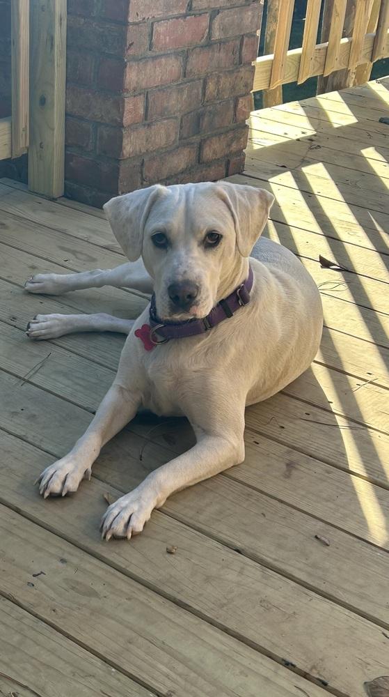 Yumi Okada, a Adoptable mixed breed in Boston, MA image 3/6