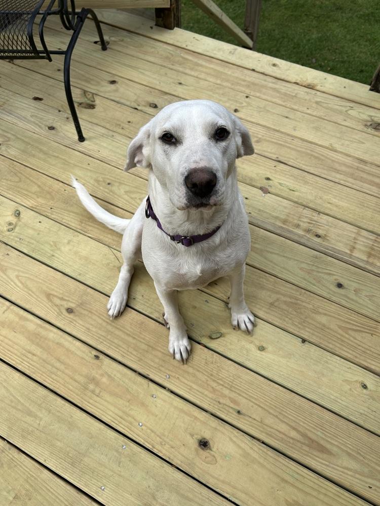 Yumi Okada, a Adoptable mixed breed in Boston, MA image 4/6