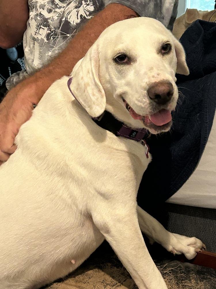 Yumi Okada, a Adoptable mixed breed in Boston, MA image 5/6