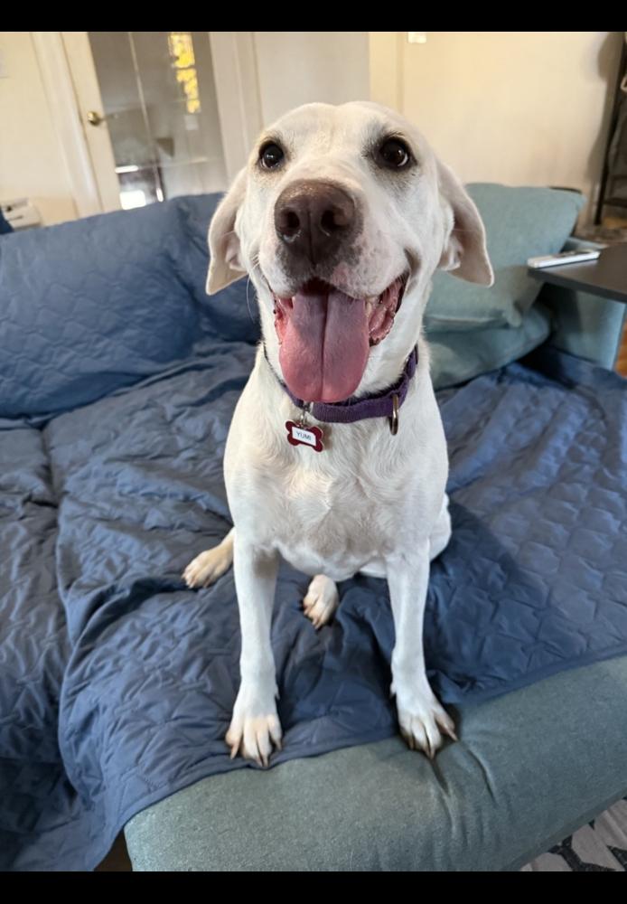 Yumi Okada, a Adoptable mixed breed in Boston, MA image 6/6