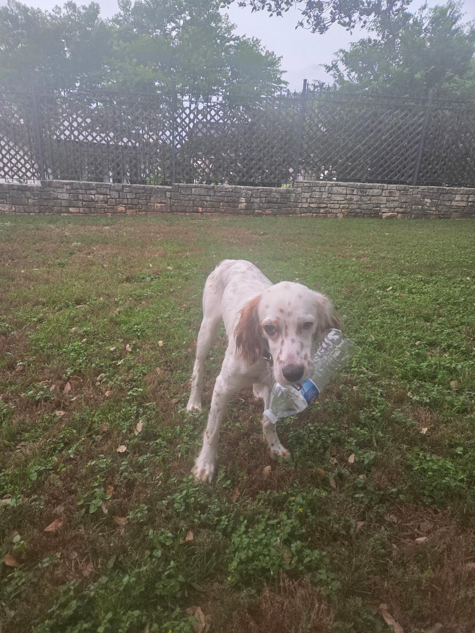 Enlarge Mya, a ADOPTABLE English Setter in Boerne, TX image 6/6