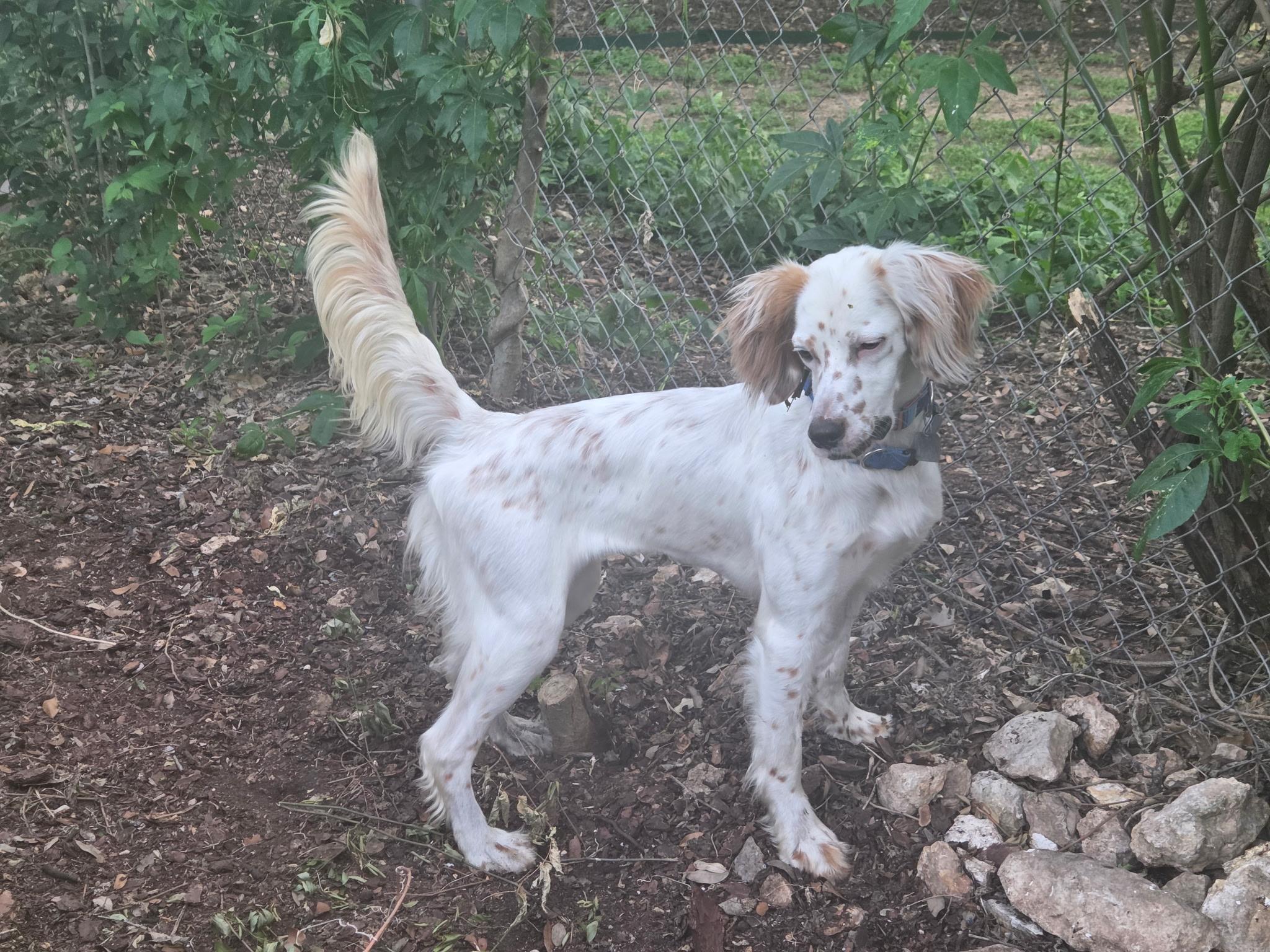 Mya, ADOPTABLE, Young Female English Setter.