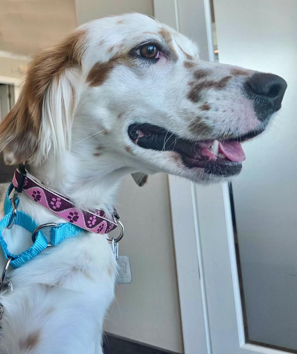 Enlarge Mya, a ADOPTABLE English Setter in Boerne, TX image 2/6