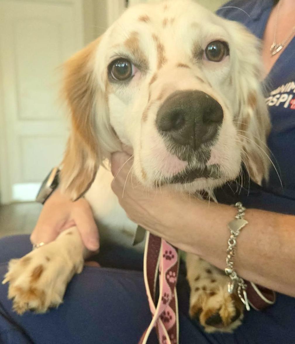 Enlarge Mya, a ADOPTABLE English Setter in Boerne, TX image 4/6