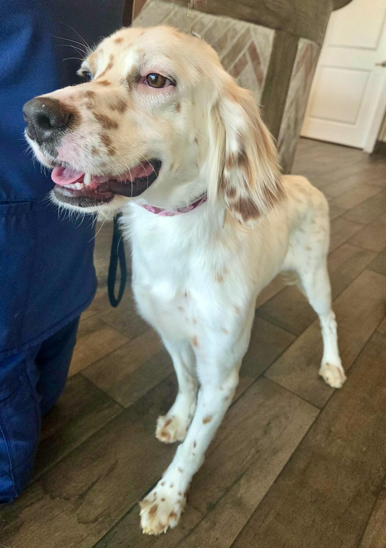 Enlarge Mya, a ADOPTABLE English Setter in Boerne, TX image 3/6