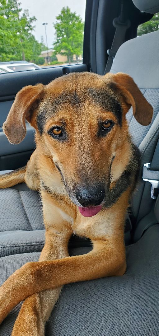 Diesel, Adopted, Young Male German Shepherd Dog.