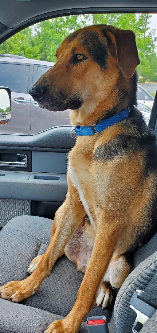 Diesel, a Adopted mixed breed in Salem, AL image 2/8